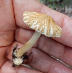 Agrocybe putaminum