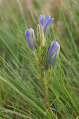 Gentiana pneumonanthe