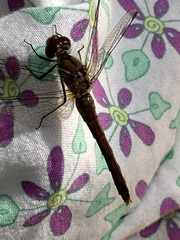 Sympetrum