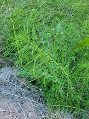 Equisetum telmateia
