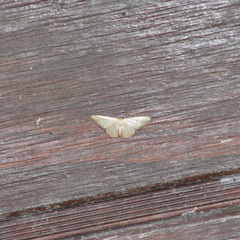 Idaea rufulata