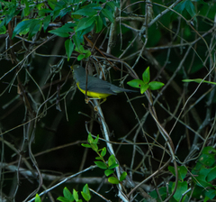Cardellina canadensis