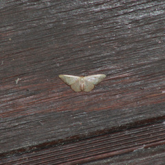 Idaea rufulata