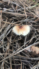 Lepiota rubrotinctoides