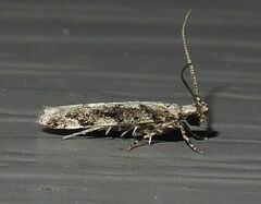 Coleotechnites florae