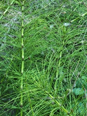 Equisetum telmateia