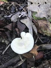 Ampulloclitocybe clavipes