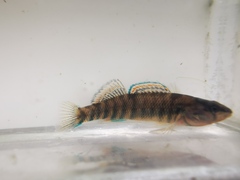 Etheostoma caeruleum