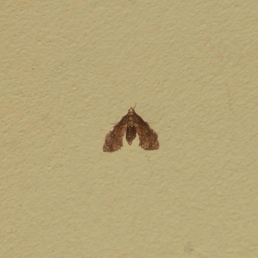 Megastes pusialis