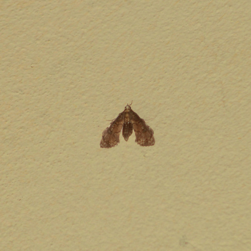 Megastes pusialis