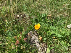 Scorzoneroides autumnalis