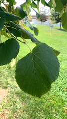 Paulownia tomentosa