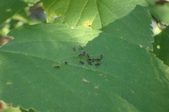 Lasius