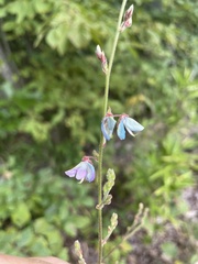 Desmodium viridiflorum