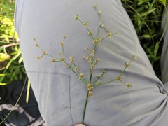 Juncus brachycephalus