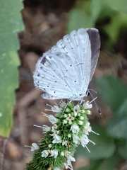 Celastrina argiolus
