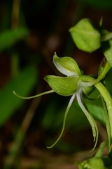Habenaria crassicornis