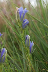 Gentiana pneumonanthe