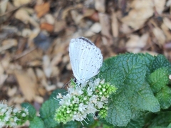 Celastrina argiolus
