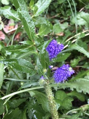 Veronica longifolia