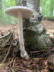 Amanita rhacopus
