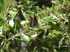 Charaxes jasius
