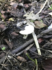 Ampulloclitocybe clavipes