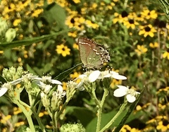 Callophrys gryneus