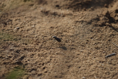 Cicindela scutellaris lecontei