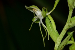Habenaria crassicornis