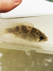 Ambloplites rupestris