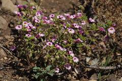 Diplacus torreyi