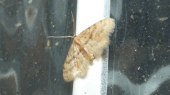 Idaea bonifata