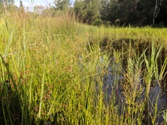 Juncus brachycephalus
