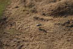 Cicindela scutellaris lecontei