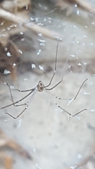 Pholcidae
