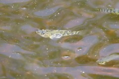 Cyprinodon variegatus