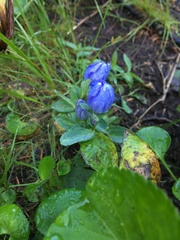 Gentiana sceptrum