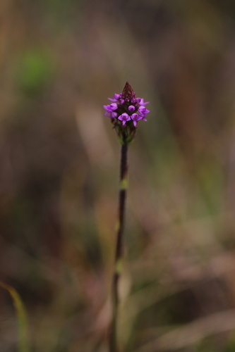 Cynorkis anacamptoides image