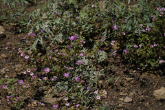 Sidalcea glaucescens
