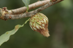 Andricus foecundatrix