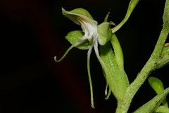 Habenaria crassicornis