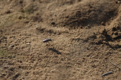 Cicindela scutellaris lecontei