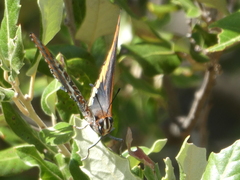 Charaxes jasius