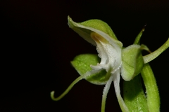 Habenaria crassicornis