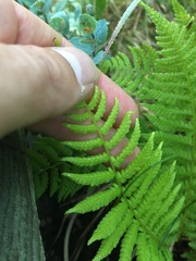 Athyrium filix-femina