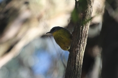 Eopsaltria australis