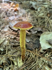 Aureoboletus betula