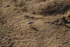 Cicindela scutellaris lecontei