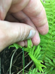 Athyrium filix-femina